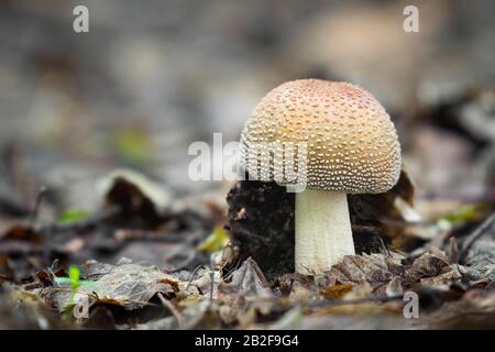 Essbare Champignons von großem Geschmack, die in Mitteleuropa wuchsen Stockfoto