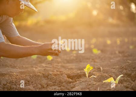 Thailändischer Agrarwissenschaftler fotografieren jungen grünen Tabak auf dem Feld im Norden Thailands. Forschung und Wachstum Anlagenkonzept Stockfoto