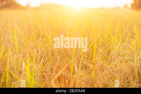 Landschaft mit goldenem Reisfeld und wunderschönem Sonnenuntergang über dem Himmel in Thailand Stockfoto