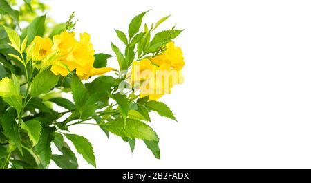 Nahaufnahme des gelben Holders, Trumpetbush oder Trumpet Flower auf dem Ast isoliert auf weißem Hintergrund Stockfoto