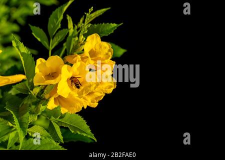 Nahaufnahme des gelben Holders, Trumpetbush oder Trumpet Flower auf dem Ast isoliert auf schwarzem Grund Stockfoto