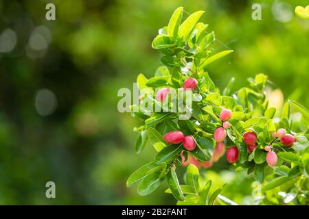 Cluster aus bengalischen Korinthen oder Christuskorn, süße und saure tropische Früchte am Baum Stockfoto