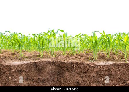 Grünes Maisfeld, Maisplantage in der Nähe der gleitenden Bodenbeschaffenheit. Isoliert auf weißem Hintergrund Stockfoto