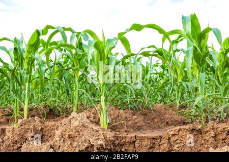 Grünes Maisfeld, Maisplantage in der Nähe der gleitenden Bodenbeschaffenheit. Isoliert auf weißem Hintergrund Stockfoto