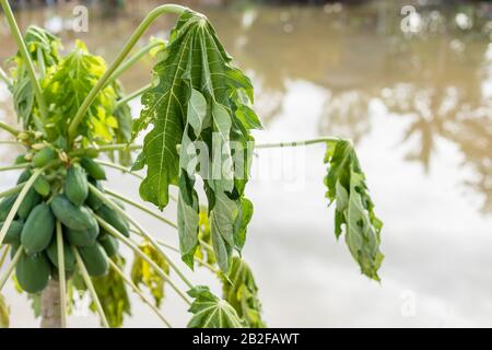 Papaya-Baum ist fast gestorben, weil an vielen Tagen Überschwemmungen und Wasser festsaßen Stockfoto