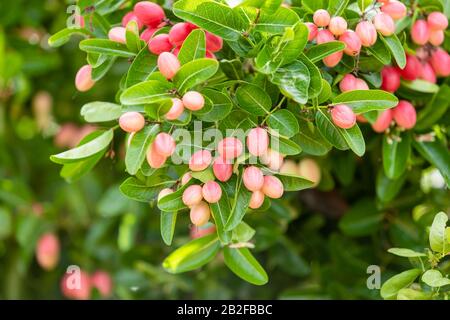 Cluster aus bengalischen Korinthen oder Christuskorn, süße und saure tropische Früchte am Baum Stockfoto