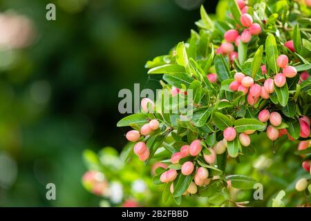 Cluster aus bengalischen Korinthen oder Christuskorn, süße und saure tropische Früchte am Baum Stockfoto