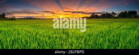 Panorama Landschaft der jungen grünen Reisfeldern und schönen Himmel Sonnenuntergang in Thailand Stockfoto