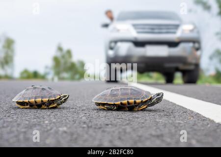 Nahaufnahme der Schildkröte, die die Straße überquert. Der Fahrer hält das Auto an, um die Schildkröte auf der Straße laufen zu lassen. Sicherheit und achten Sie auf das Fahrkonzept Stockfoto