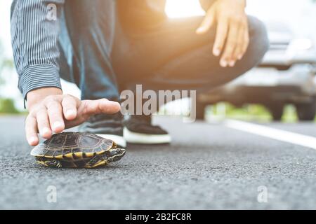 Schildkröte, die die Straße überquert. Der Fahrer hält das Auto an und hilft Schildkröten auf der Straße. Sicherheit und achten Sie auf das Fahrkonzept Stockfoto