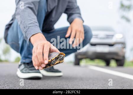 Schildkröte, die die Straße überquert. Der Fahrer hält das Auto an und hilft Schildkröten auf der Straße. Sicherheit und achten Sie auf das Fahrkonzept Stockfoto