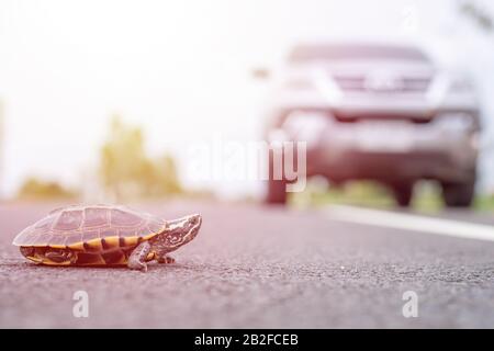 Nahaufnahme der Schildkröte, die die Straße überquert. Der Fahrer hält das Auto an, um die Schildkröte auf der Straße laufen zu lassen. Sicherheit und achten Sie auf das Fahrkonzept Stockfoto