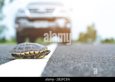 Nahaufnahme der Schildkröte, die die Straße überquert. Der Fahrer hält das Auto an, um die Schildkröte auf der Straße laufen zu lassen. Sicherheit und achten Sie auf das Fahrkonzept Stockfoto