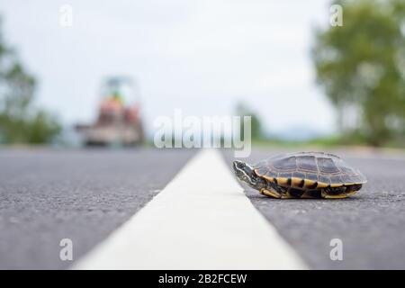 Nahaufnahme der Schildkröte, die die Straße überquert. Der Fahrer hält das Auto an, um die Schildkröte auf der Straße laufen zu lassen. Sicherheit und achten Sie auf das Fahrkonzept Stockfoto