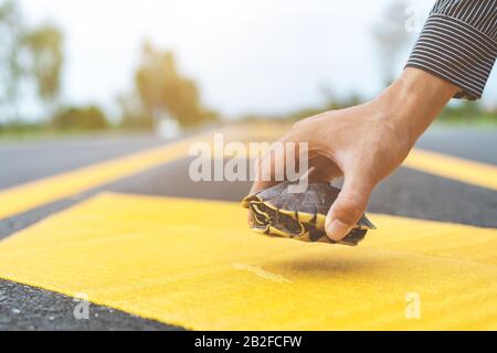 Schildkröte, die die Straße überquert. Der Fahrer hält das Auto an und hilft Schildkröten auf der Straße. Sicherheit und achten Sie auf das Fahrkonzept Stockfoto