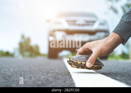 Schildkröte, die die Straße überquert. Der Fahrer hält das Auto an und hilft Schildkröten auf der Straße. Sicherheit und achten Sie auf das Fahrkonzept Stockfoto