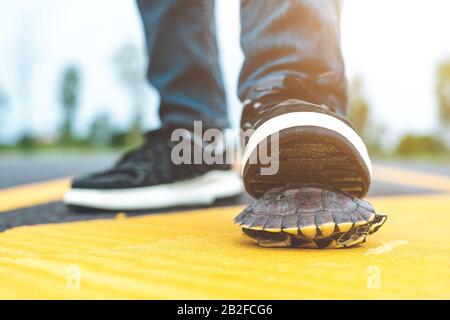 Schildkröte, die die Straße überquert. Der Fahrer hält das Auto an und hilft Schildkröten auf der Straße. Sicherheit und achten Sie auf das Fahrkonzept Stockfoto