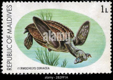 Lederschildkröte (Dermochelys coriacea) Stockfoto