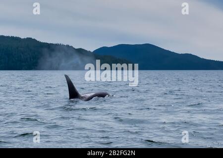 Killerwal in den Tofino-Bergen im Hintergrund, Blick vom Boot auf einen Killerwal. Stockfoto