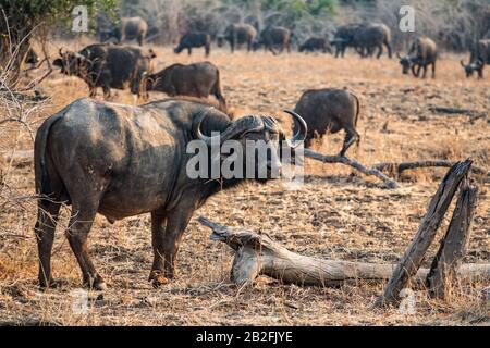 Buffalo blickt zurück, während er auf das Rind zuläuft Stockfoto