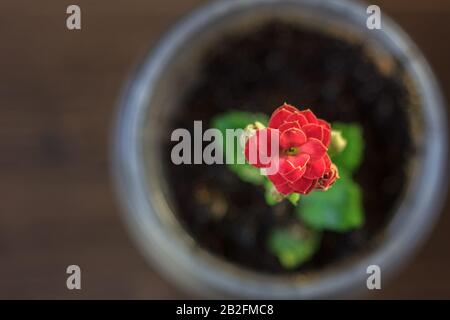 Kleines kalanchoe-homeplant in einem transparenten Topf. Rote Kalanchoe-Blume. Stockfoto