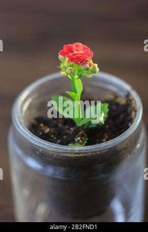 Kleines kalanchoe-homeplant in einem transparenten Topf. Rote Kalanchoe-Blume. Stockfoto