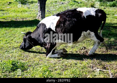 Profilporträt in voller Länge einer Horned Cow auf Knien, die sich darauf vorbereitet, sich hinabzulegen und auf einer grünen Weide im zentralen Bild zu rumpeln. Stockfoto