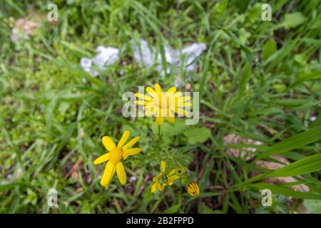 Chrysantheme (manchmal auch als Mütter oder Chrysanths bezeichnet) neben einer Einweg-Plastiktüte, im Winter Sonnenlicht gegen ein grünes Gras. Niedriger Winkel. Schließen- Stockfoto