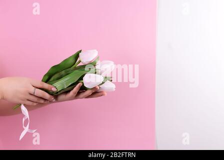 Grußkarte mit den Händen der Frau, die frisch gepflückte aromatische Tulpen Blume gegen duotone bunte Wand hält. Stockfoto