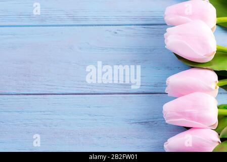 Eckeinfassung aus nahen Knospen mit frischen, rosafarbenen Tulpen Blumen auf hellblauem Holzhintergrund. Stockfoto