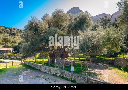 Der monumentale Olivenbaum in Kavusi ist ein Naturdenkmal, der mit einem Alter von 3500 Jahren als der älteste Olivenbaum der Welt gilt. Stockfoto