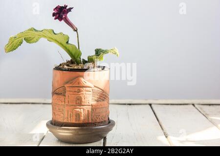 Rote Streptokarpus-Hauspflanze in braunem Lehmblütentopf . Stockfoto