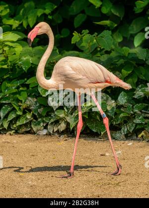 Rosafarbener Flamingo, der im Zoo auf dem Sand spazieren geht Stockfoto