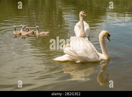 Schwanenfamilie mit fünf Jungen auf dem Wasser, wild Stockfoto