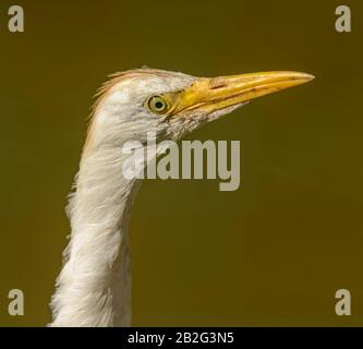 Portrait des weißen Egrets, der im Zoo einen Lon-Hals bildet Stockfoto