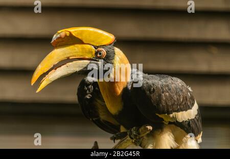 Großer Hornbill auf einer Filiale im Zoo Stockfoto