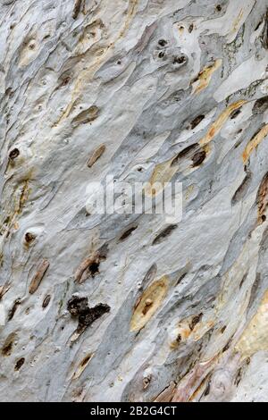 Eukalyptus-Baumstamm. Abstrakte Flecken, Struktur der Rinde Stockfoto