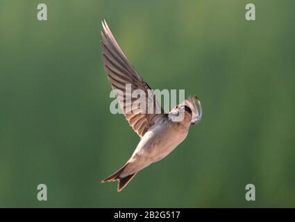 Vogel, Schwalbe auf fliegen Stockfoto