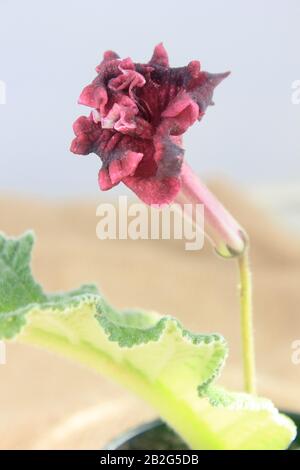 Rote Streptokarpusblüte - beliebte Heimatpflanze im Blumentopf. Stockfoto