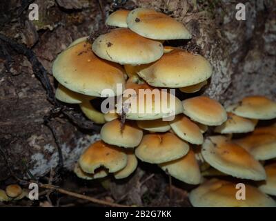 Gruppe von Armillarien auf einem alten Holzstumpf Stockfoto