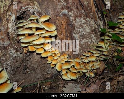 Gruppe von Armillarien auf einem alten Holzstumpf Stockfoto