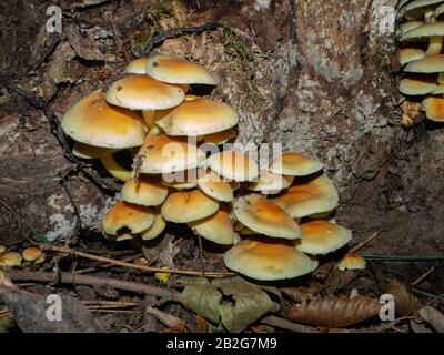 Gruppe von Armillarien auf einem alten Holzstumpf Stockfoto