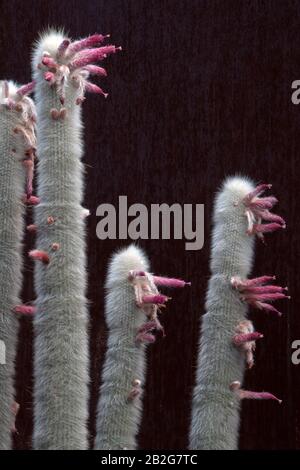 Sydney Australien, hohe silberne Fackel Kaktusenstämme mit Blumen Stockfoto