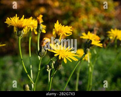 Gruppe von Schmalblättrigen Weißwespen auf einer Wiese Stockfoto