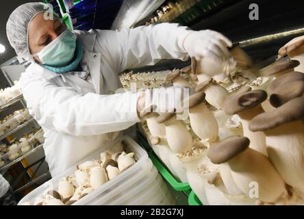 Torgau, Deutschland. Februar 2021. In der neuen Pilzfabrik des südkoreanischen Betreibers 'Mushraom Park' GmbH in Torgau ernten Mitarbeiter die Edelpilze 'Kräuterbesetzlinge' auf großen automatischen Anlagen. In mehreren tausend zwölf Zentimeter großen Plastikflaschen, die mit beimpften Substraten gefüllt sind, wachsen hier zwei bis zu 10 Zentimeter große Edelpilze, die nach 60 Tagen geerntet werden können. Bis Ende des Jahres sollen rund 1560 Tonnen das Werk verlassen. Kredit: Waltraud Grubitzsch / dpa-Zentralbild / ZB / dpa / Alamy Live News Stockfoto