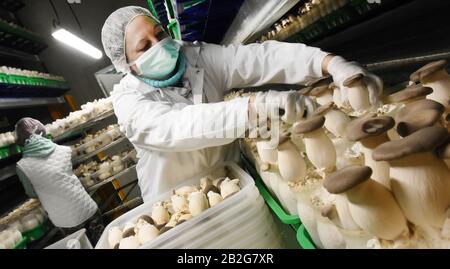 Torgau, Deutschland. Februar 2021. In der neuen Pilzfabrik des südkoreanischen Betreibers 'Mushroom Park' GmbH in Torgau ernten Mitarbeiter die edlen Pizzen 'Kräuterbesetzlinge' auf großen automatischen Systemen. In mehreren tausend zwölf Zentimeter großen Plastikflaschen, die mit beimpften Substraten gefüllt sind, wachsen hier zwei bis zu 10 Zentimeter große Edelpilze, die nach 60 Tagen geerntet werden können. Bis Ende des Jahres sollen rund 1560 Tonnen das Werk verlassen. Kredit: Waltraud Grubitzsch / dpa-Zentralbild / ZB / dpa / Alamy Live News Stockfoto