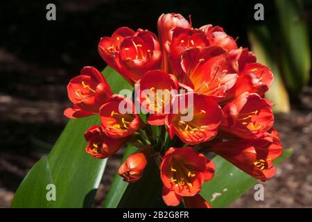 Sydney Australien, Blumenkopf einer rötlich orangen Clivia-Miniata-Pflanze, die in Südafrika und Swasiland heimisch ist Stockfoto