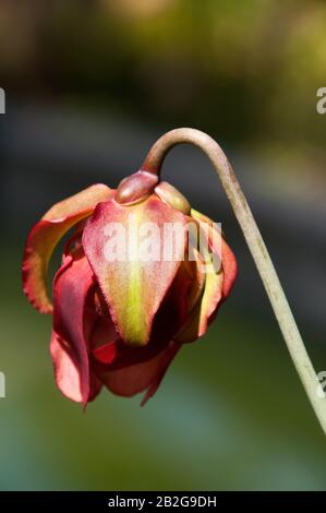 Sydney Australien, teilweise offene Blumenknospe einer sarracenia Pflanze Stockfoto