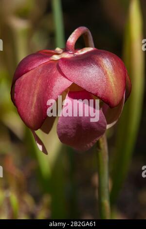 Sydney Australien, teilweise offene, karminrote Blumenknospe einer sarracenia Pflanze Stockfoto