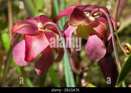 Sydney Australien, rosafarbene Blumen einer Fallstricke Stockfoto